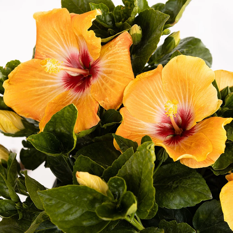 Hollywood Hibiscus™ Gold Digger™ Tropical Hibiscus 4 Hollywood Hibiscus™ Gold Digger™ Tropical Hibiscus - Image 2