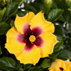 Hollywood Hibiscus™ Rico Suave™ Tropical Hibiscus -Garden Plants Store Hibiscusrosa sinensisHollywoodRicoSuave2 800x800 40b2600