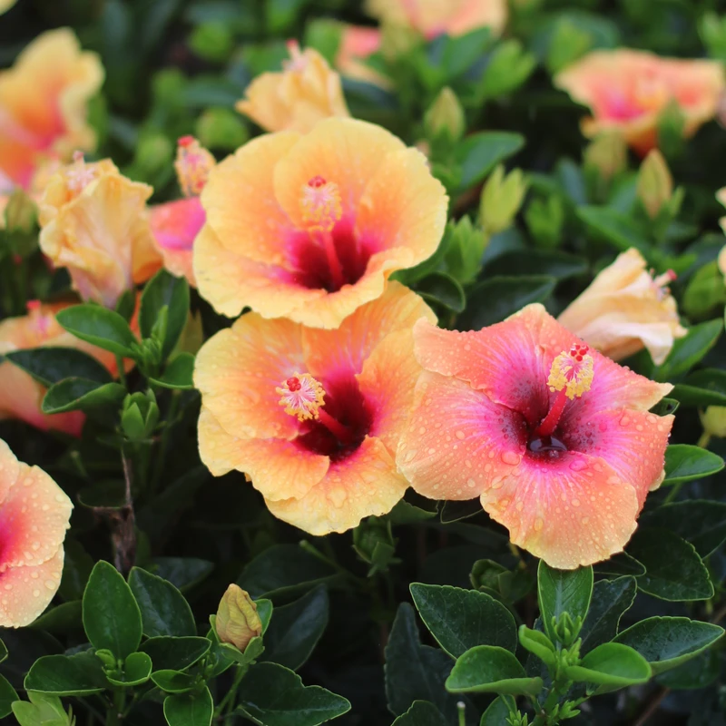 Hollywood Hibiscus™ Social Butterfly™ Tropical Hibiscus 4 Hollywood Hibiscus™ Social Butterfly™ Tropical Hibiscus - Image 2