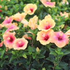 Hollywood Hibiscus™ Social Butterfly™ Tropical Hibiscus 8 Hollywood Hibiscus™ Social Butterfly™ Tropical Hibiscus -Garden Plants Store Hibiscusrosa sinensisHollywoodSocialButterfly 3 800x800 7fb6c37