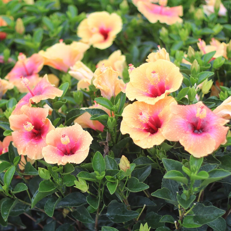 Hollywood Hibiscus™ Social Butterfly™ Tropical Hibiscus 5 Hollywood Hibiscus™ Social Butterfly™ Tropical Hibiscus - Image 3