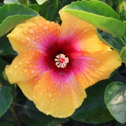 Hollywood Hibiscus™ Social Butterfly™ Tropical Hibiscus 9 Hollywood Hibiscus™ Social Butterfly™ Tropical Hibiscus -Garden Plants Store Hibiscusrosa sinensisHollywoodSocialButterfly 4 800x800 ed5cb0c