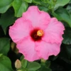 Hollywood Hibiscus™ Talk Of The Town™ Tropical Hibiscus -Garden Plants Store Hibiscusrosa sinensisHollywoodTrophyWife 3 800x800 9b39155