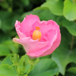 Hollywood Hibiscus™ Talk Of The Town™ Tropical Hibiscus -Garden Plants Store Hibiscusrosa sinensisHollywoodTrophyWife 5 800x800 233ad20