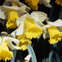 'Holland Sensation' Trumpet Daffodil (Narcissus)