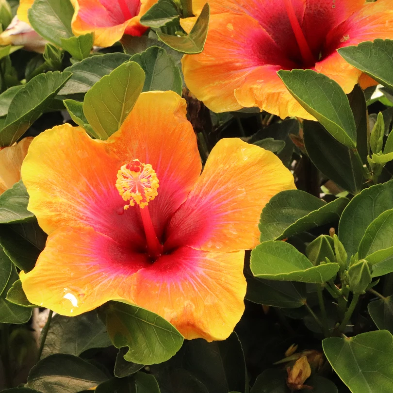 Hollywood Hibiscus™ Social Butterfly™ Tropical Hibiscus 3 Hollywood Hibiscus™ Social Butterfly™ Tropical Hibiscus