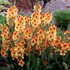 'Honey Dijon' Mullein (Verbascum)