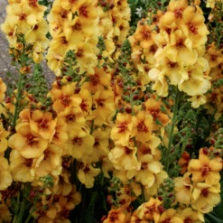 'Honey Dijon' Mullein (Verbascum) -Garden Plants Store HoneyDijon Mullein Verbascum 2