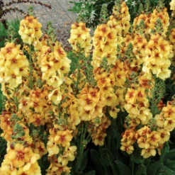 'Honey Dijon' Mullein (Verbascum) -Garden Plants Store HoneyDijon Mullein Verbascum 3