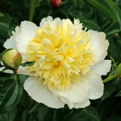 'Honey Gold' Garden Peony (Paeonia)