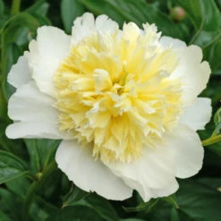 'Honey Gold' Garden Peony (Paeonia) -Garden Plants Store Honey Gold Garden Peony Paeonia 2