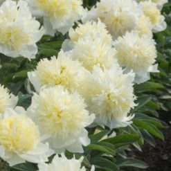 'Honey Gold' Garden Peony (Paeonia) -Garden Plants Store Honey Gold Garden Peony Paeonia 4