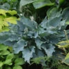 Shadowland® 'Waterslide' Hosta 1 Shadowland® 'Waterslide' Hosta -Garden Plants Store Hosta Waterslide 1 P