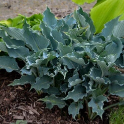 Shadowland® 'Waterslide' Hosta 12 Shadowland® 'Waterslide' Hosta -Garden Plants Store Hosta Waterslide 2 P