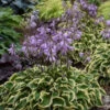 'Wrinkle In Time' Hosta -Garden Plants Store Hosta wrinkleintime