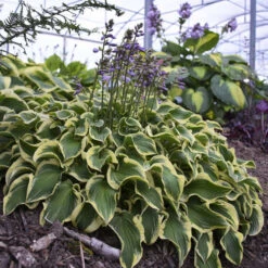 'Wrinkle In Time' Hosta -Garden Plants Store Hosta wrinkleintime 2