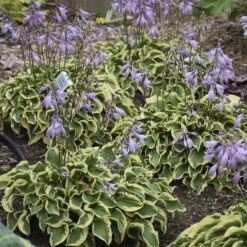 'Wrinkle In Time' Hosta -Garden Plants Store Hosta wrinkleintime 3