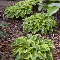 'Wrinkle In Time' Hosta -Garden Plants Store Hosta wrinkleintime 4