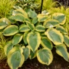 Shadowland® 'Chance Encounter' Hosta -Garden Plants Store Hosta Chance Encounter