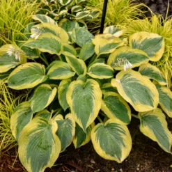 Shadowland® 'Chance Encounter' Hosta