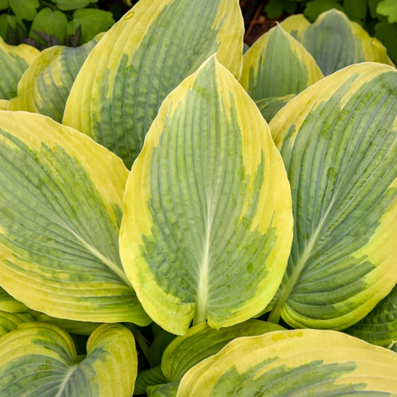 Shadowland® 'Chance Encounter' Hosta 4 Shadowland® 'Chance Encounter' Hosta - Image 2