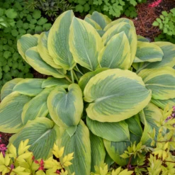 Shadowland® 'Chance Encounter' Hosta 8 Shadowland® 'Chance Encounter' Hosta -Garden Plants Store Hosta Chance Encounter 2