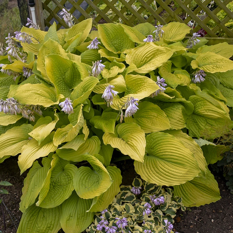 Shadowland® 'Coast To Coast' Hosta 3 Shadowland® 'Coast To Coast' Hosta