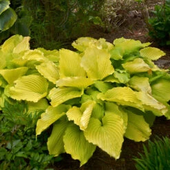 Shadowland® 'Coast To Coast' Hosta 8 Shadowland® 'Coast To Coast' Hosta -Garden Plants Store Hosta Coast to Coast 3 P