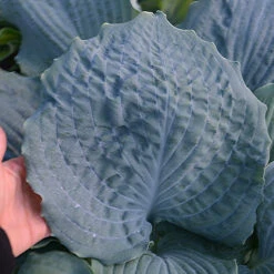 Shadowland® 'Diamond Lake' Hosta 9 Shadowland® 'Diamond Lake' Hosta -Garden Plants Store Hosta Diamond Lake 1 P