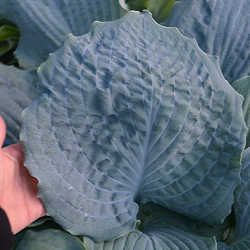 Shadowland® 'Diamond Lake' Hosta 5 Shadowland® 'Diamond Lake' Hosta - Image 3