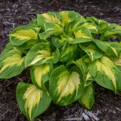 Shadowland® 'Etched Glass' Hosta 8 Shadowland® 'Etched Glass' Hosta -Garden Plants Store Hosta Etched Glass 2 P