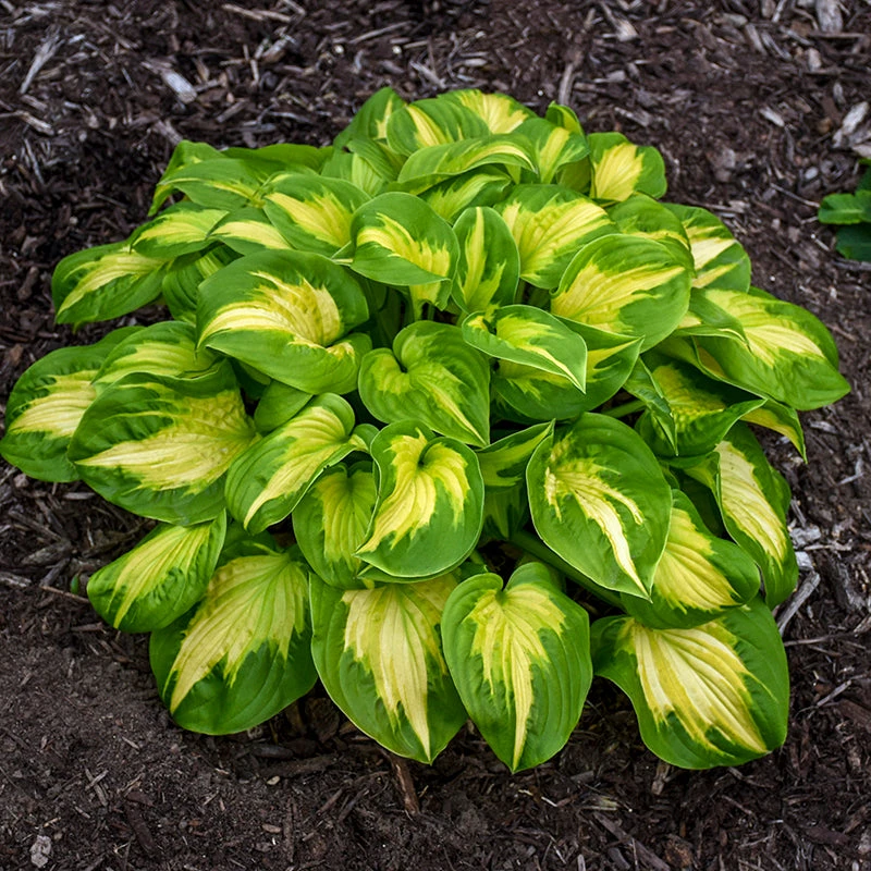 Shadowland® 'Etched Glass' Hosta 3 Shadowland® 'Etched Glass' Hosta