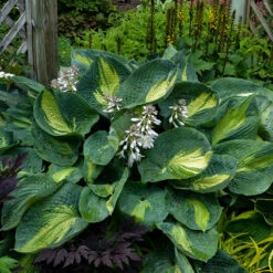 Shadowland® 'Hudson Bay' Hosta 10 Shadowland® 'Hudson Bay' Hosta -Garden Plants Store Hosta Hudson Bay 2 P
