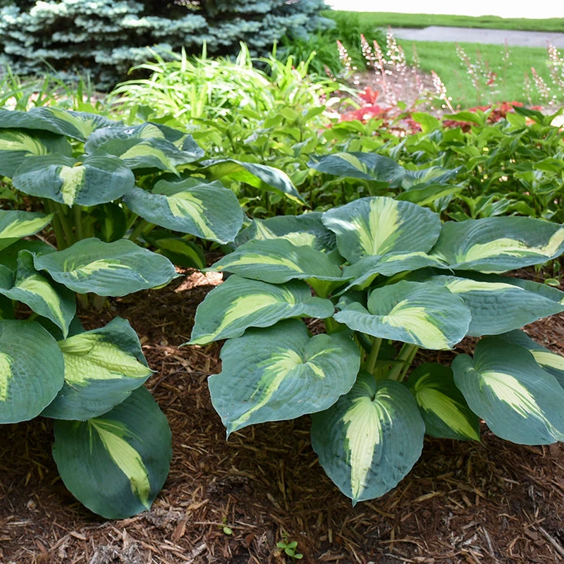 Shadowland® 'Hudson Bay' Hosta 6 Shadowland® 'Hudson Bay' Hosta - Image 4