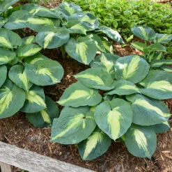 Shadowland® 'Hudson Bay' Hosta 12 Shadowland® 'Hudson Bay' Hosta -Garden Plants Store Hosta Hudson Bay 4 P