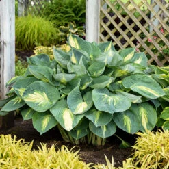 Shadowland® 'Hudson Bay' Hosta