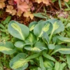 'Mouseketeer' Hosta 2 'Mouseketeer' Hosta -Garden Plants Store Hosta Mouseketeer 1