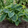 Shadowland® 'Wu-La-La' Hosta -Garden Plants Store Hosta Wu La La 2 P