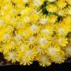 Hot Cakes® 'Banana Blast' Ice Plant 1 Hot Cakes® 'Banana Blast' Ice Plant -Garden Plants Store Hot cakes banana blast delosperma ice plant 1 P sw