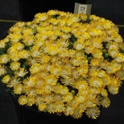 Hot Cakes® 'Banana Blast' Ice Plant -Garden Plants Store Hot cakes banana blast delosperma ice plant 3 P sw