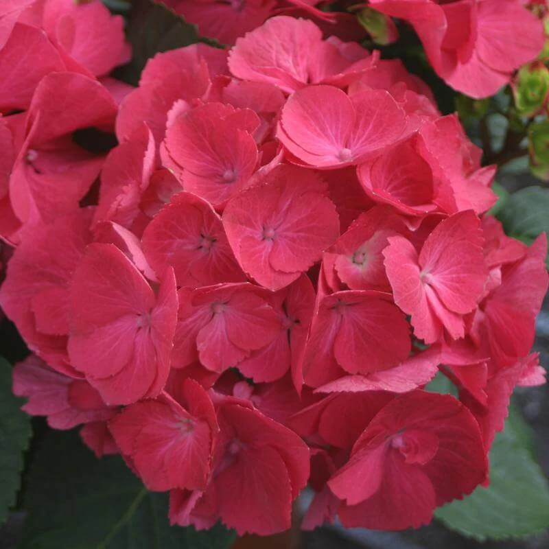 Cityline® Paris Bigleaf Hydrangea 4 Cityline® Paris Bigleaf Hydrangea - Image 2