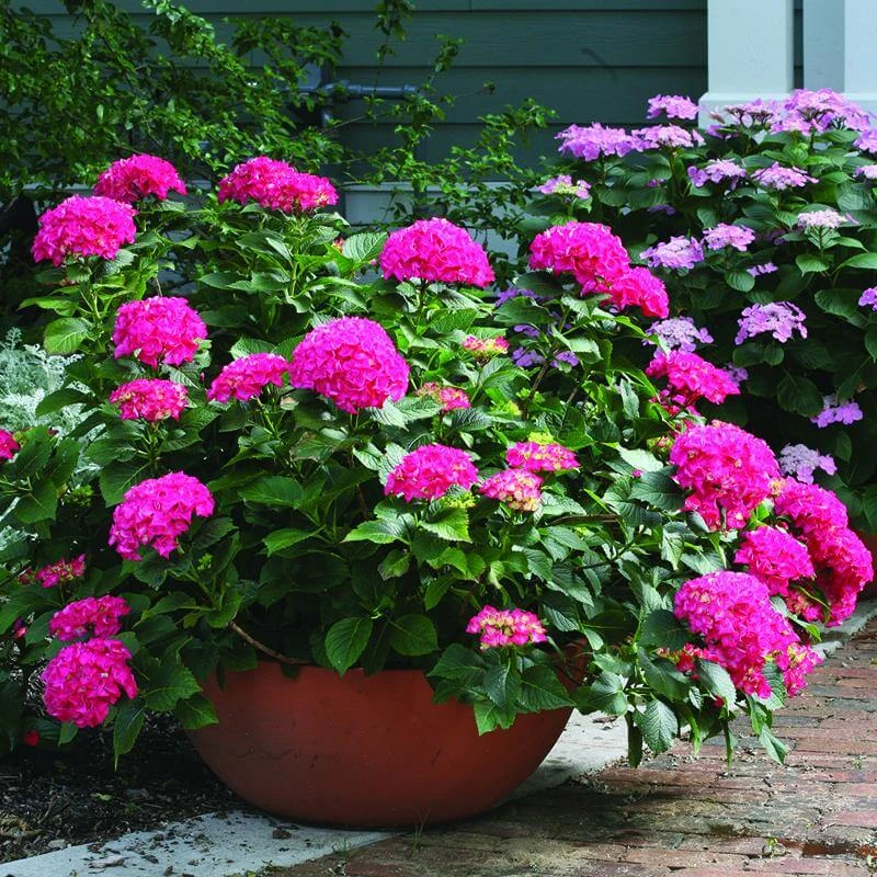Cityline® Paris Bigleaf Hydrangea 5 Cityline® Paris Bigleaf Hydrangea - Image 3
