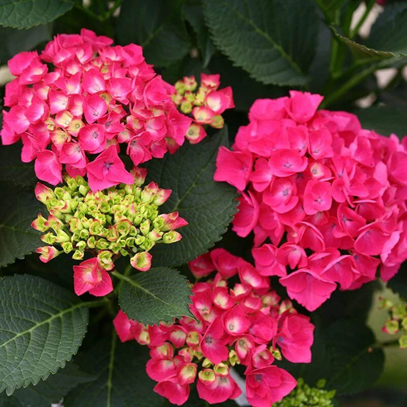 Cityline® Paris Bigleaf Hydrangea 6 Cityline® Paris Bigleaf Hydrangea - Image 4