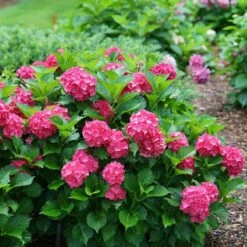 Cityline® Paris Bigleaf Hydrangea 12 Cityline® Paris Bigleaf Hydrangea -Garden Plants Store Hydrangea Cityline Paris 5 P sw