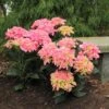 Cityline® Venice Bigleaf Hydrangea 1 Cityline® Venice Bigleaf Hydrangea -Garden Plants Store Hydrangea Cityline Venice 1 P sw