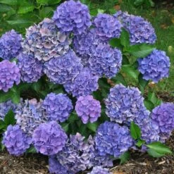 Cityline® Venice Bigleaf Hydrangea -Garden Plants Store Hydrangea Cityline Venice 3 P sw
