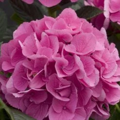 Cityline® Venice Bigleaf Hydrangea -Garden Plants Store Hydrangea Cityline Venice 4 P sw