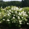 Gatsby Gal® Oakleaf Hydrangea -Garden Plants Store Hydrangea Gatsby Gal 1 P sw