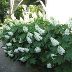 Gatsby Gal® Oakleaf Hydrangea -Garden Plants Store Hydrangea Gatsby Gal 2 P sw