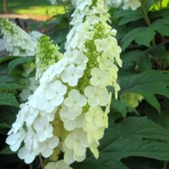 Gatsby Gal® Oakleaf Hydrangea -Garden Plants Store Hydrangea Gatsby Gal 3 P sw